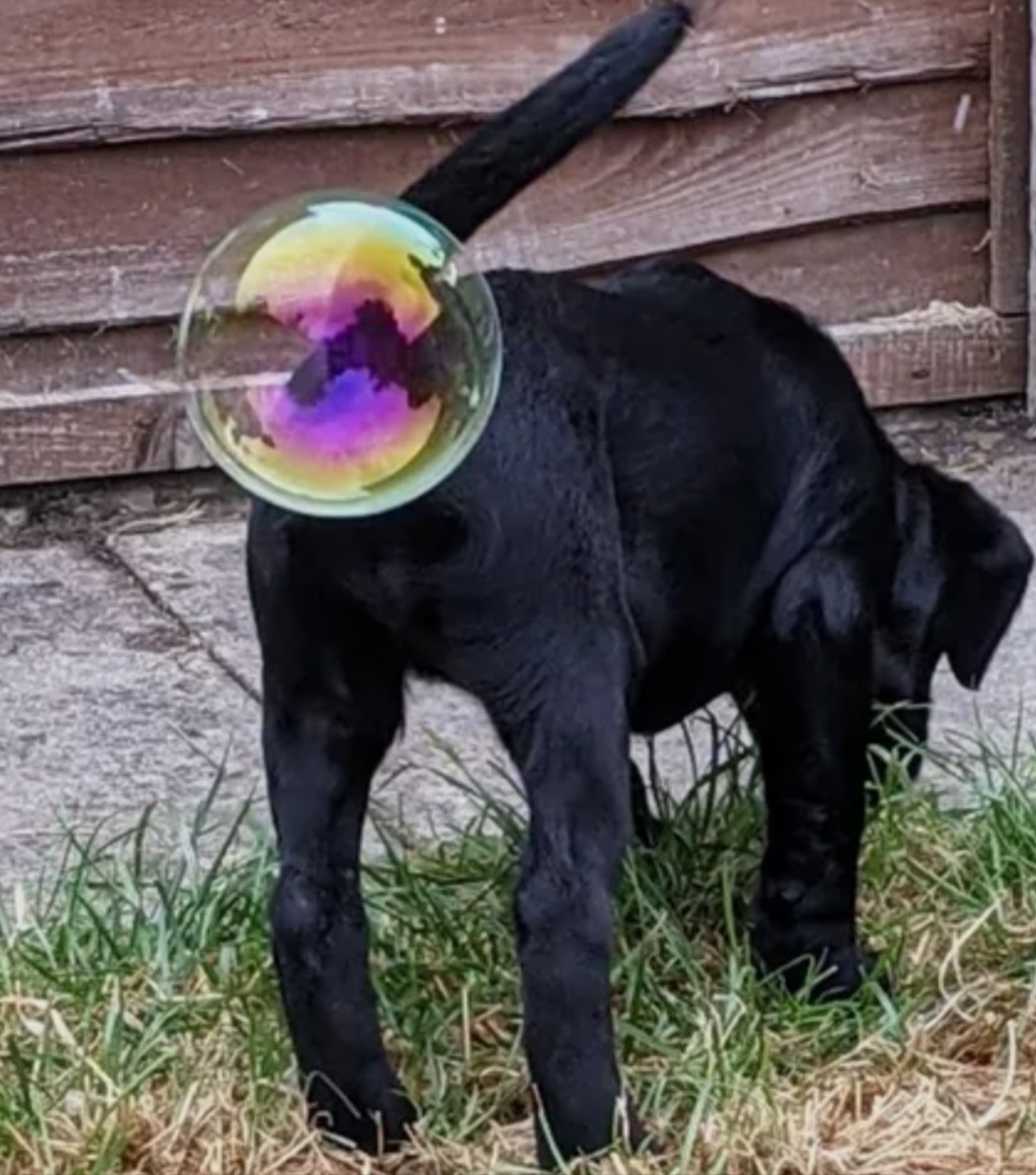 Ashburton Dog's Bubble Tail Bewitches and Bewilders Locals