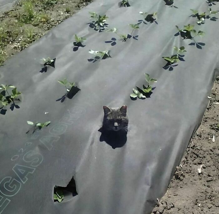 Council Slow to Support After Cat Becomes Permanent Garden Fixture