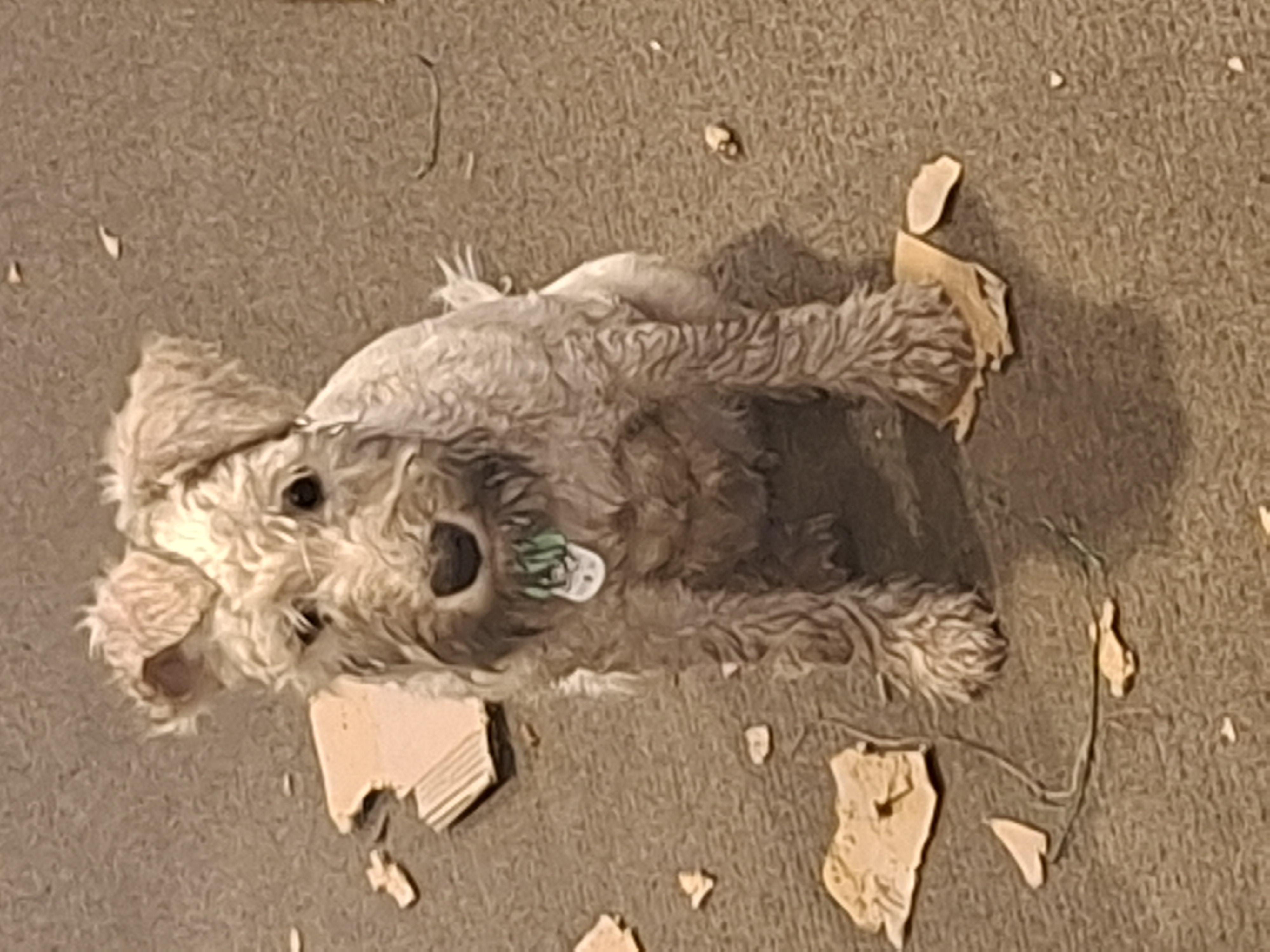 Redwood Ripper? Terrier Deflects Cardboard Chaos Blame