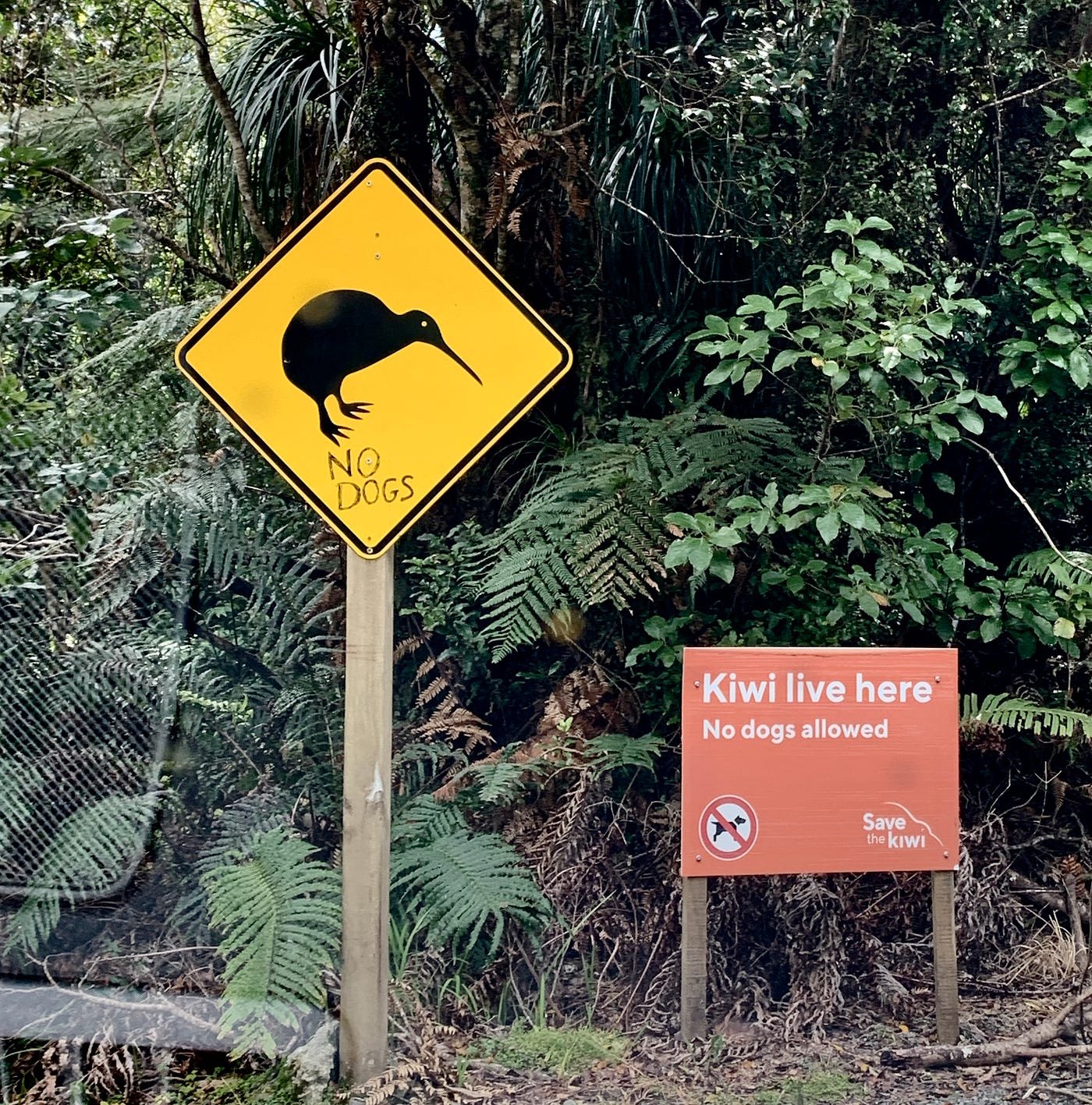 Keen-eyed kiwis demand solitude; Reefton's dogs not welcome