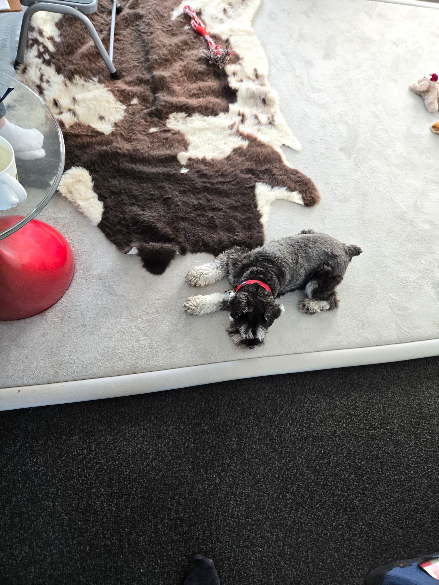 Takapuna Schnauzer Leaves Rug in Dust During Epic Nap Battle