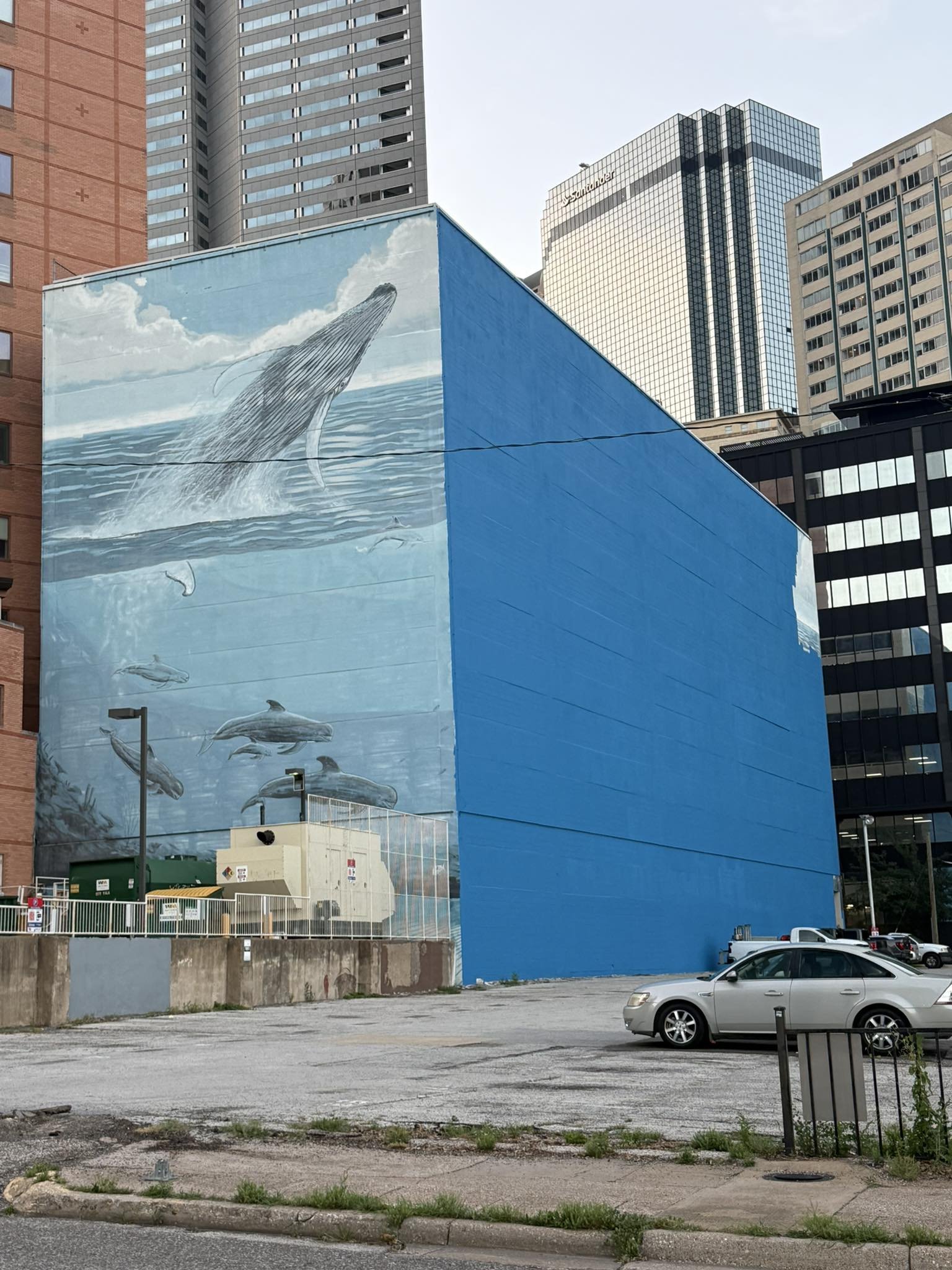 Parnell Pensioner Decries Whale Mural as 'A Bit Much'