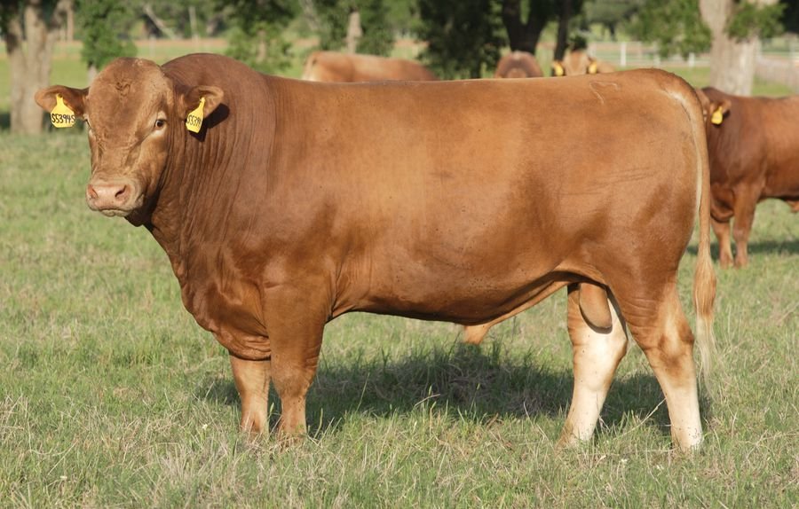 Local Cows Unimpressed With Bizarre Beef-on-Beef Diet Proposal